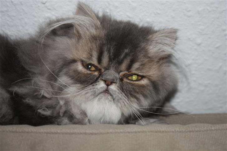 Perser Conrad og Viola - Conrad billede 2