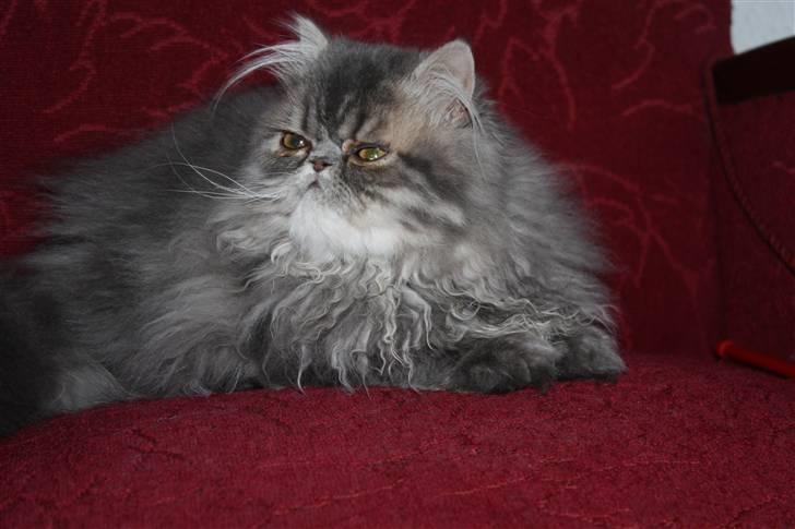 Perser Conrad og Viola - Conrad billede 3