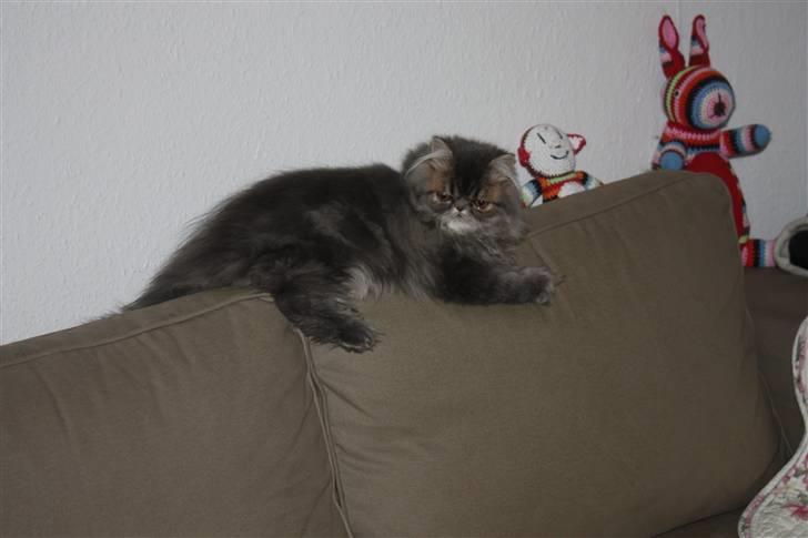 Perser Conrad og Viola billede 4