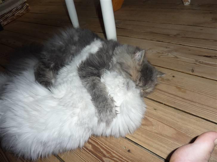 Perser Conrad og Viola - Conrad leger med sin kæreste Viola. billede 5