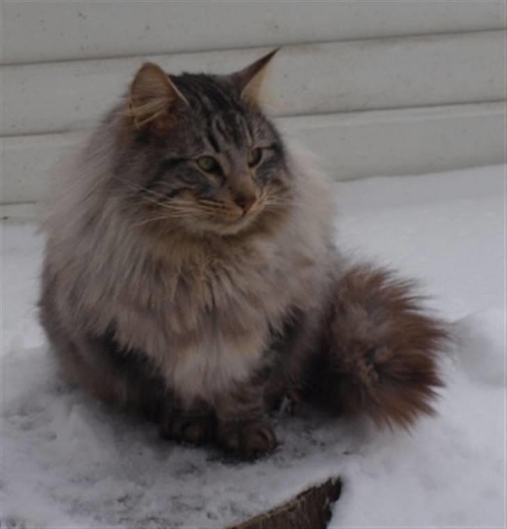 Norsk Skovkat N*Skaugumåsens Tigergutt - Tigergutt billede 2