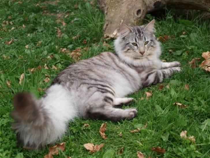 Norsk Skovkat N*Skaugumåsens Tigergutt - Tigergutt billede 3