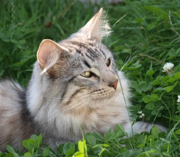 Norsk Skovkat N*Skaugumåsens Tigergutt - Tigergutt billede 4