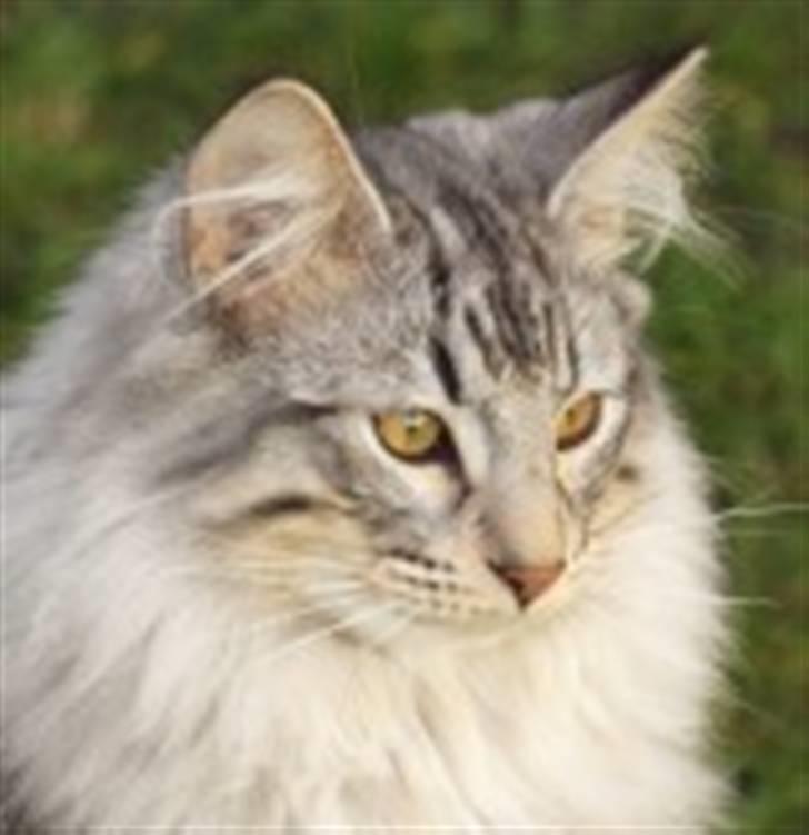 Norsk Skovkat N*Skaugumåsens Tigergutt - Tigergutt billede 5