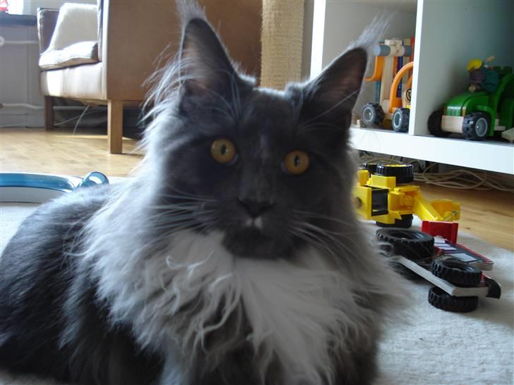 Maine Coon Ebbe billede 1