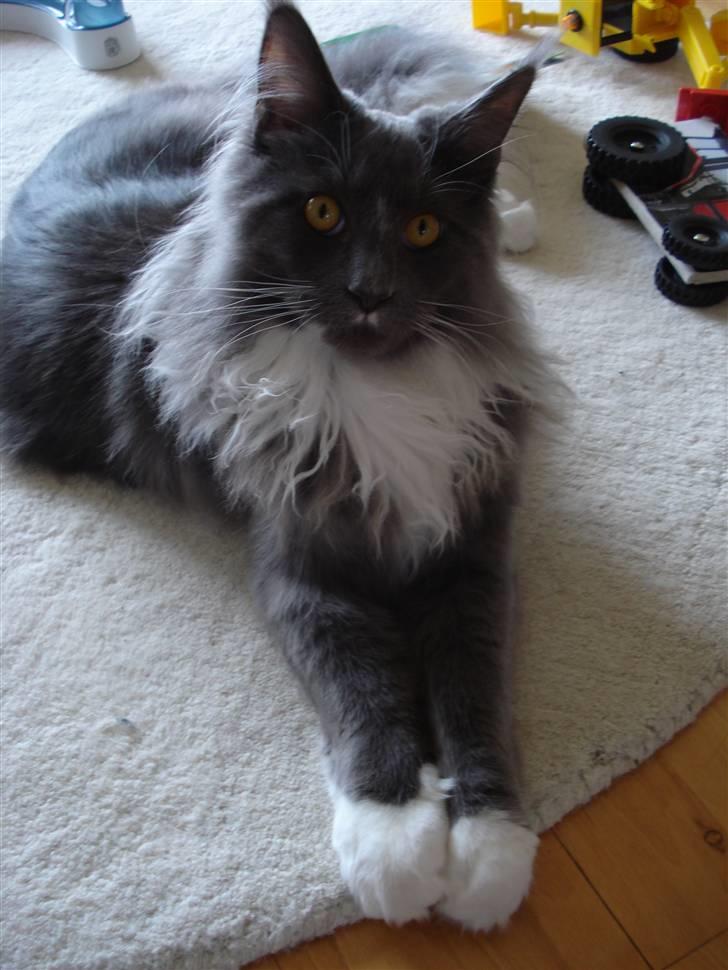 Maine Coon Ebbe billede 2