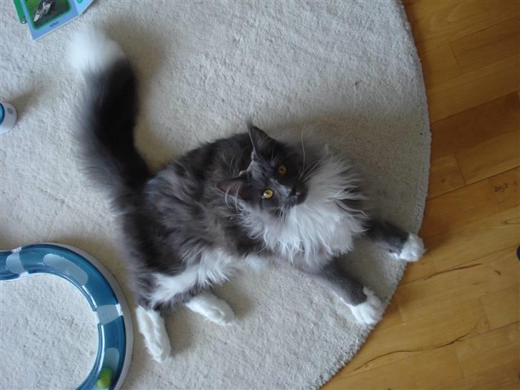 Maine Coon Ebbe billede 3