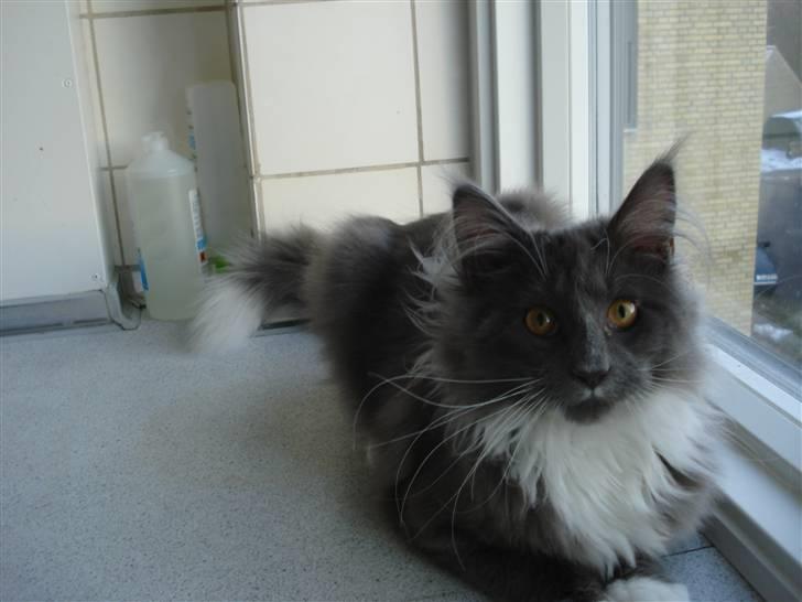 Maine Coon Ebbe billede 4