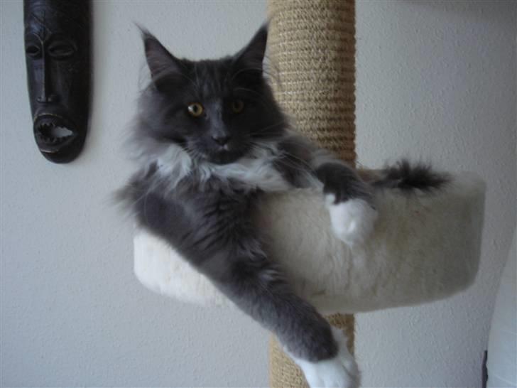 Maine Coon Ebbe billede 5