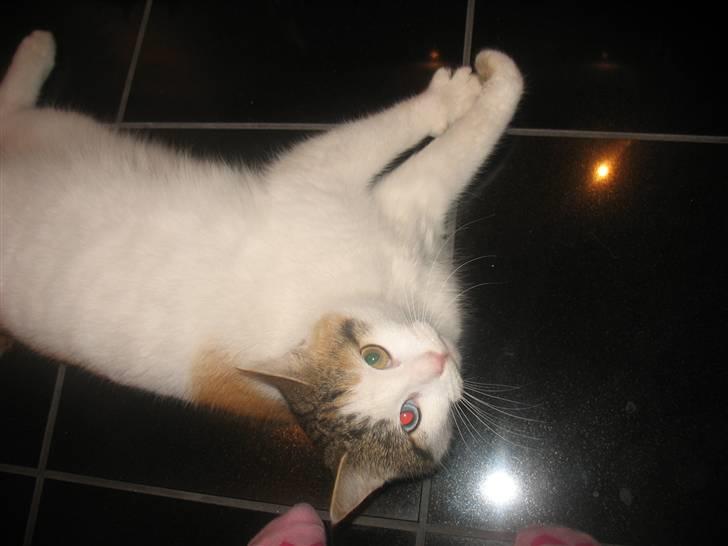 Blanding af racer Zacho´s Piv/Sabrina billede 1