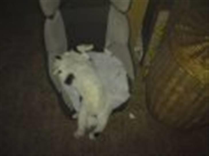 Huskat basse R.I.P oktober 2014 billede 5