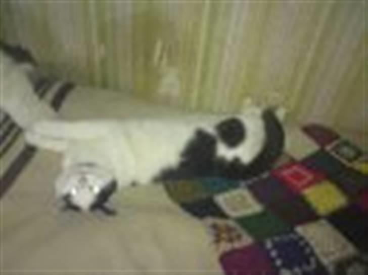 Huskat basse R.I.P oktober 2014 billede 6