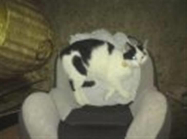 Huskat basse R.I.P oktober 2014 billede 7