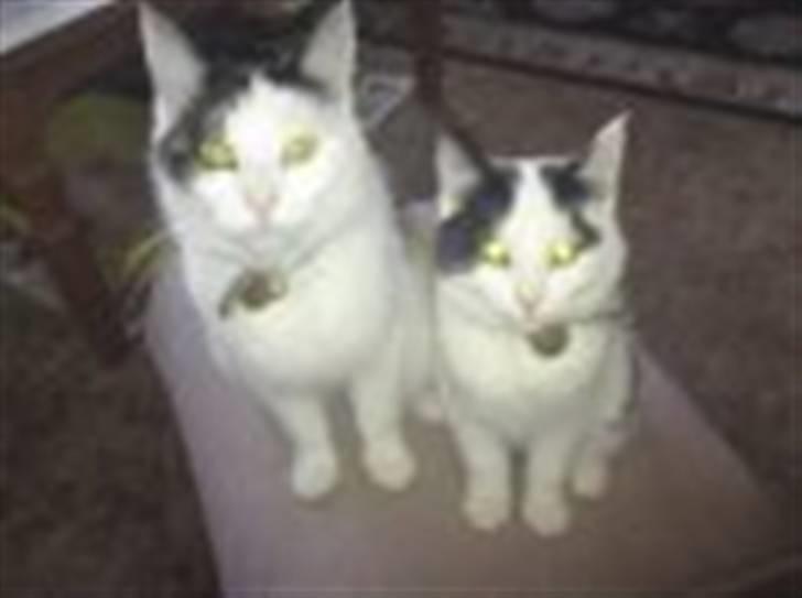 Huskat basse R.I.P oktober 2014 billede 8