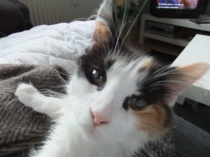 Maine Coon Lady billede 19