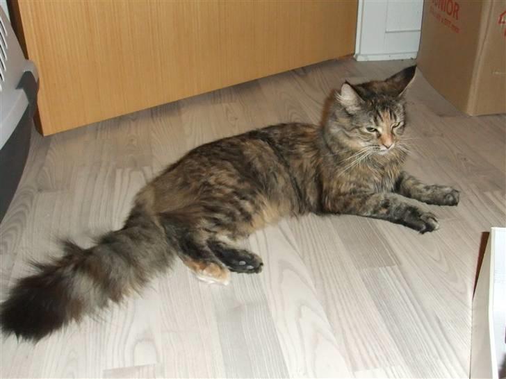 Maine Coon Fanta billede 18