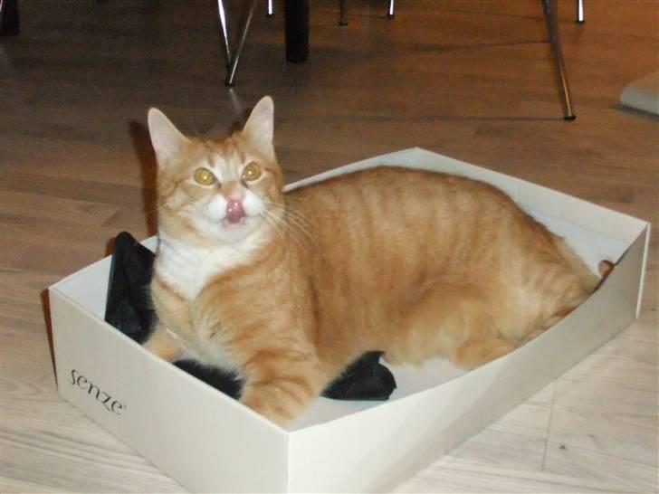 Huskat Mango billede 20