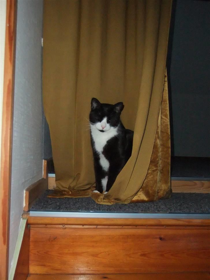 Huskat Chilie billede 14