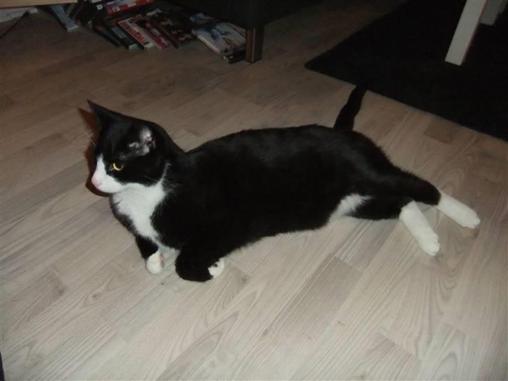 Huskat Chilie billede 15