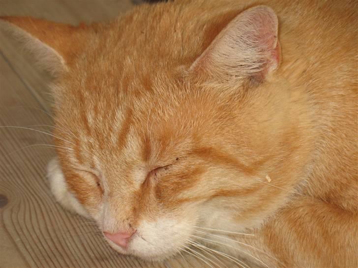 Blanding af racer Zacho´s Buster - et billede silke har lavet billede 1