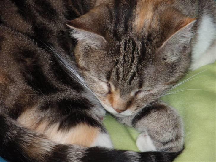 Huskat Fleur billede 1