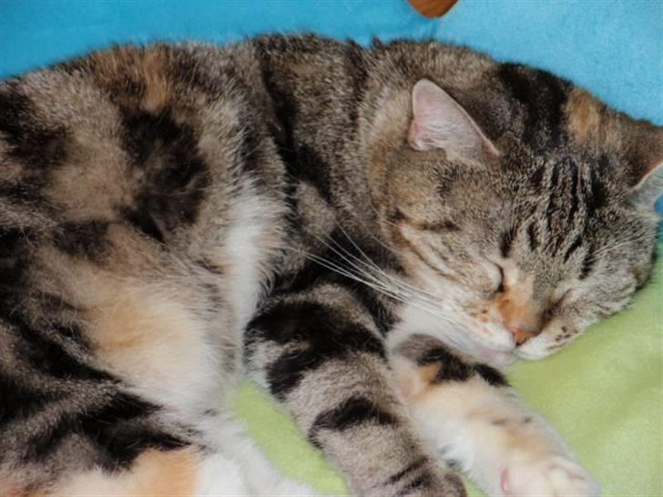 Huskat Fleur billede 2