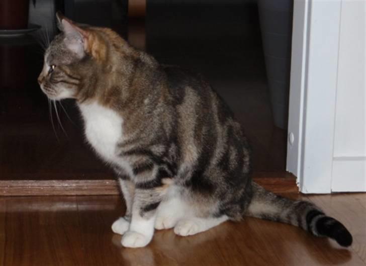 Huskat Fleur billede 3