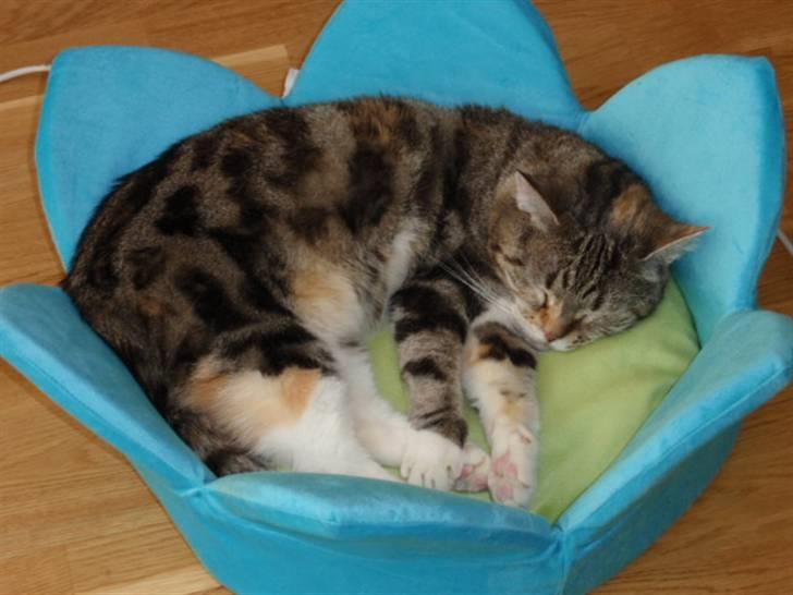 Huskat Fleur billede 4