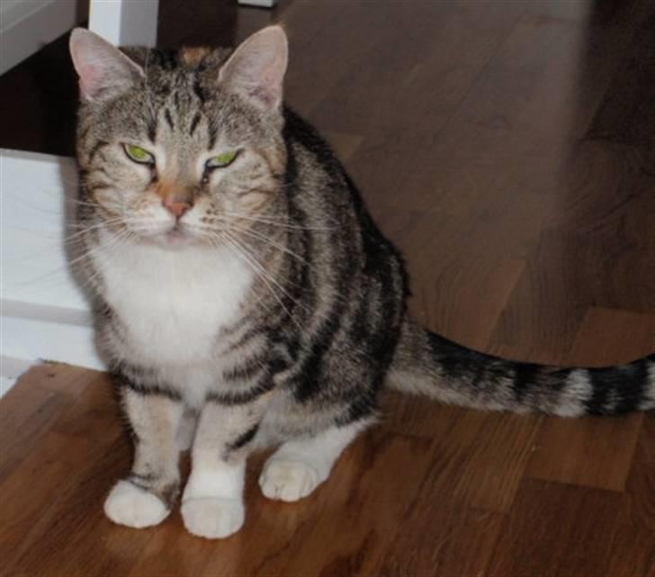 Huskat Fleur billede 5