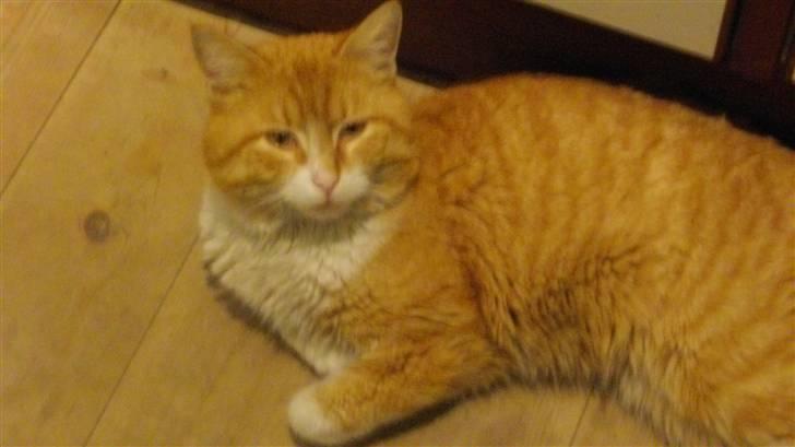 Blanding af racer Zacho´s Buster - superstar,, billede 2