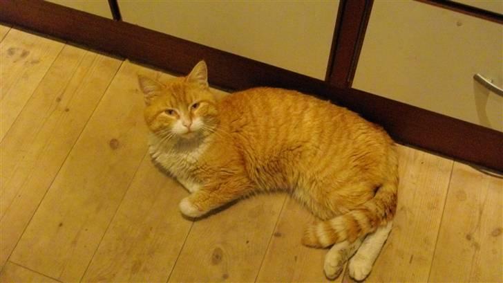 Blanding af racer Zacho´s Buster - B står for Buster billede 3