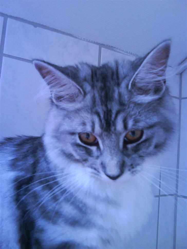 Maine Coon Nala - 4 uger og utrolig smuk billede 1