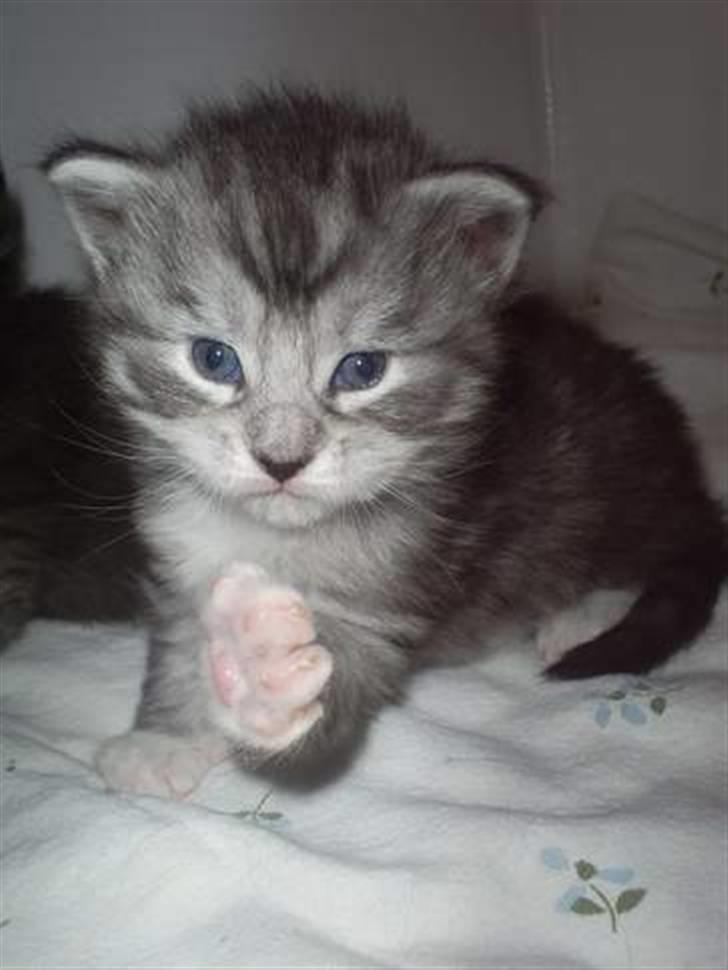 Maine Coon Nala - Nala kun 2½ uge gammel billede 2