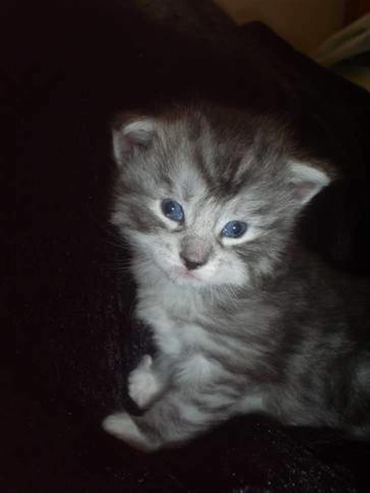 Maine Coon Nala billede 3