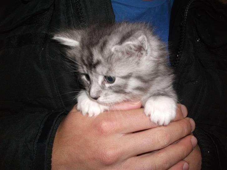 Maine Coon Nala - Da vi var oppe og besøge Nala . her er hun 4 uger gammel billede 4