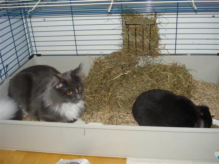 Maine Coon Ebbe - "Mon jeg i virkeligheden er en kanin??" billede 6