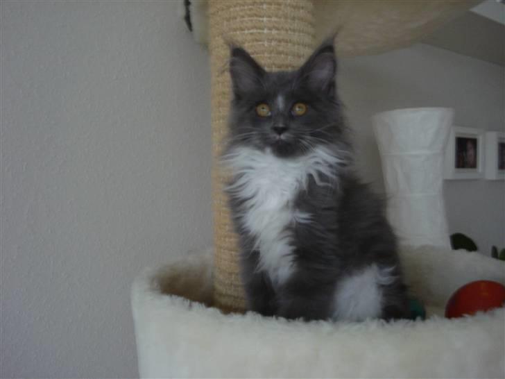 Maine Coon Ebbe billede 7