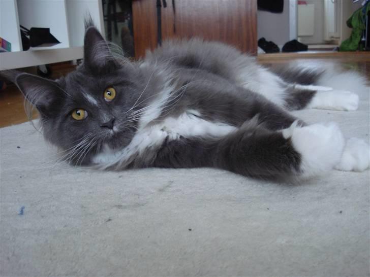 Maine Coon Ebbe billede 8