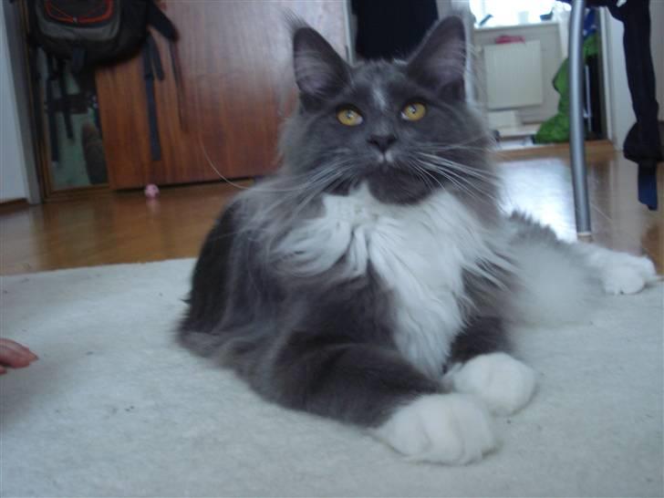 Maine Coon Ebbe billede 9