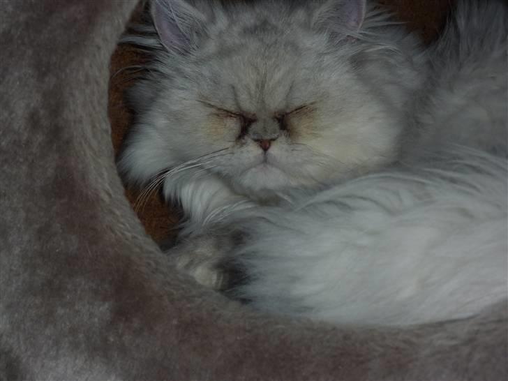 Perser Conrad og Viola - Viola sover i sin hule. billede 6