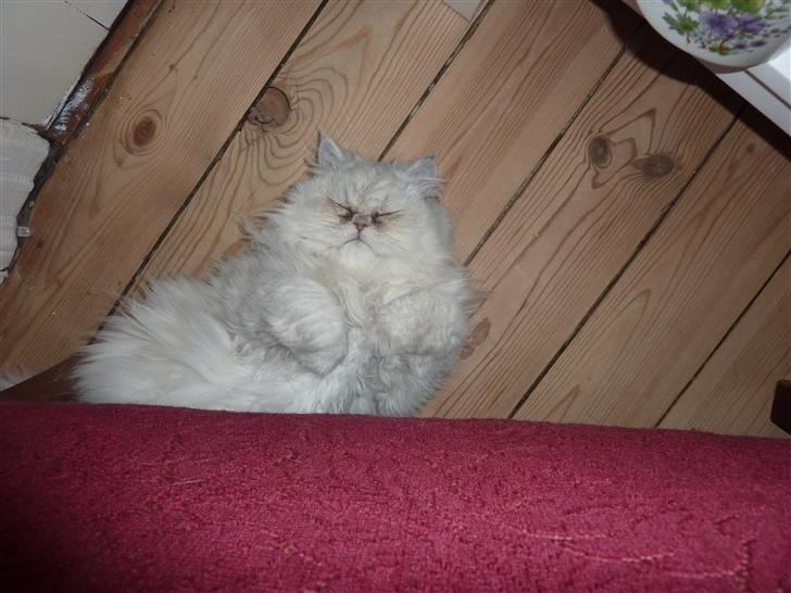 Perser Conrad og Viola - Er jeg ikke sød billede 7