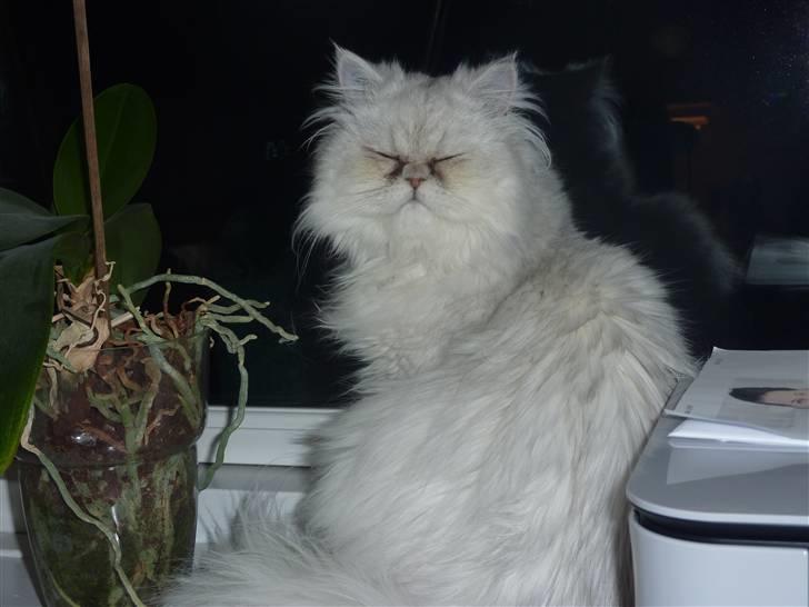 Perser Conrad og Viola - Viola. billede 8