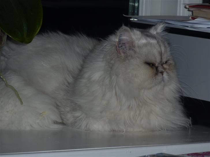 Perser Conrad og Viola - Viola. billede 9