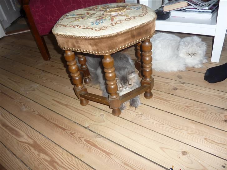 Perser Conrad og Viola - conrad og viola tager sig lige en slapper billede 10