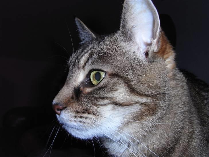 Blanding af racer Miv RIP billede 17