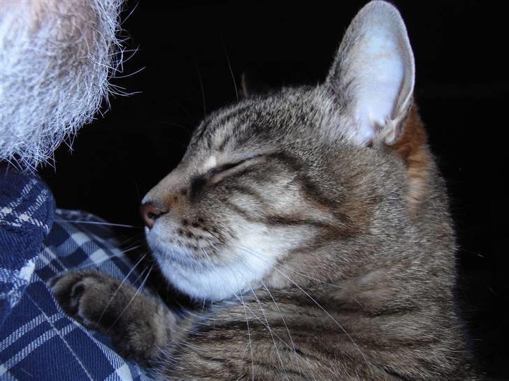 Blanding af racer Miv RIP billede 18