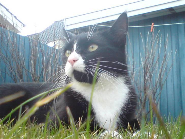 Huskat Gismo *R.I.P* Savner dig  billede 14