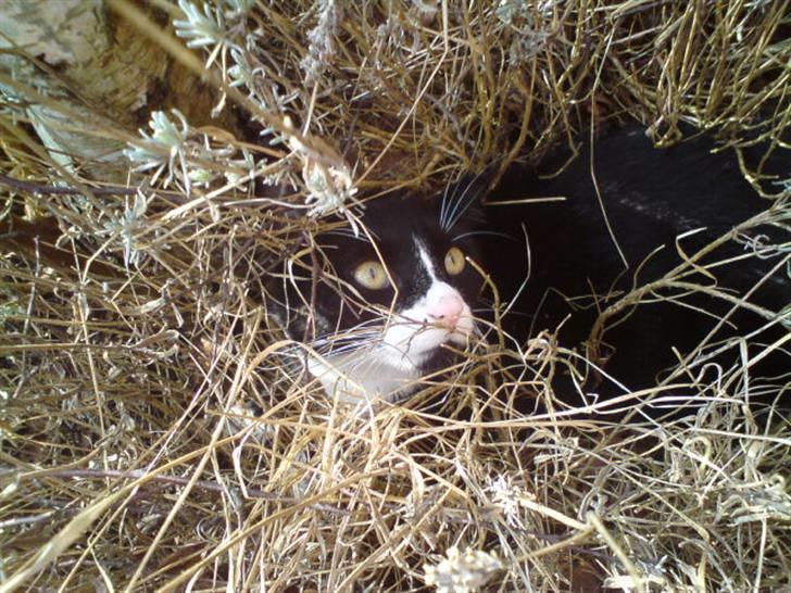 Huskat Gismo *R.I.P* Savner dig  billede 15