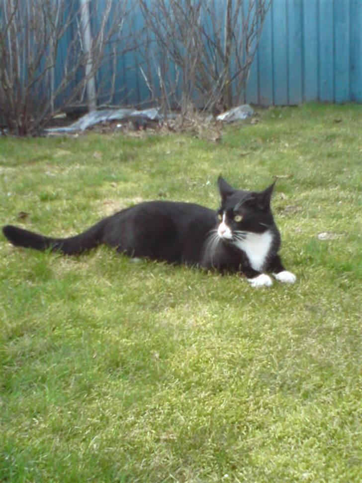 Huskat Gismo *R.I.P* Savner dig  billede 16