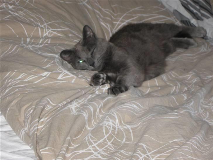 Huskat Grå Mis billede 2